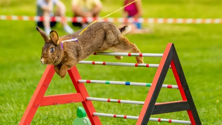 How High Can Rabbits Jump