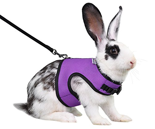 Best Harness for Rabbits