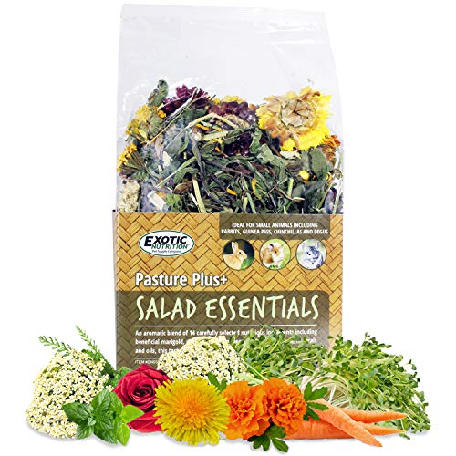 Best Salad for Rabbits