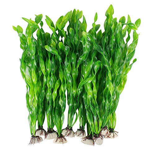 Best Aquatic Plants for Betta Fish