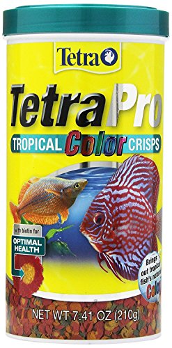 Best Fish Food for Tetras